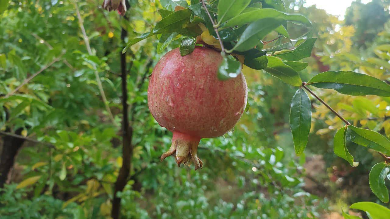انار روی درخت