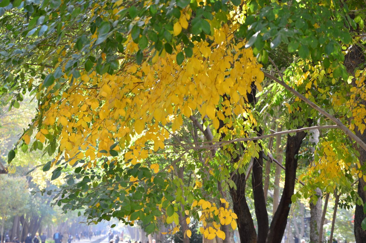 شاخه های پاییزی درختان
