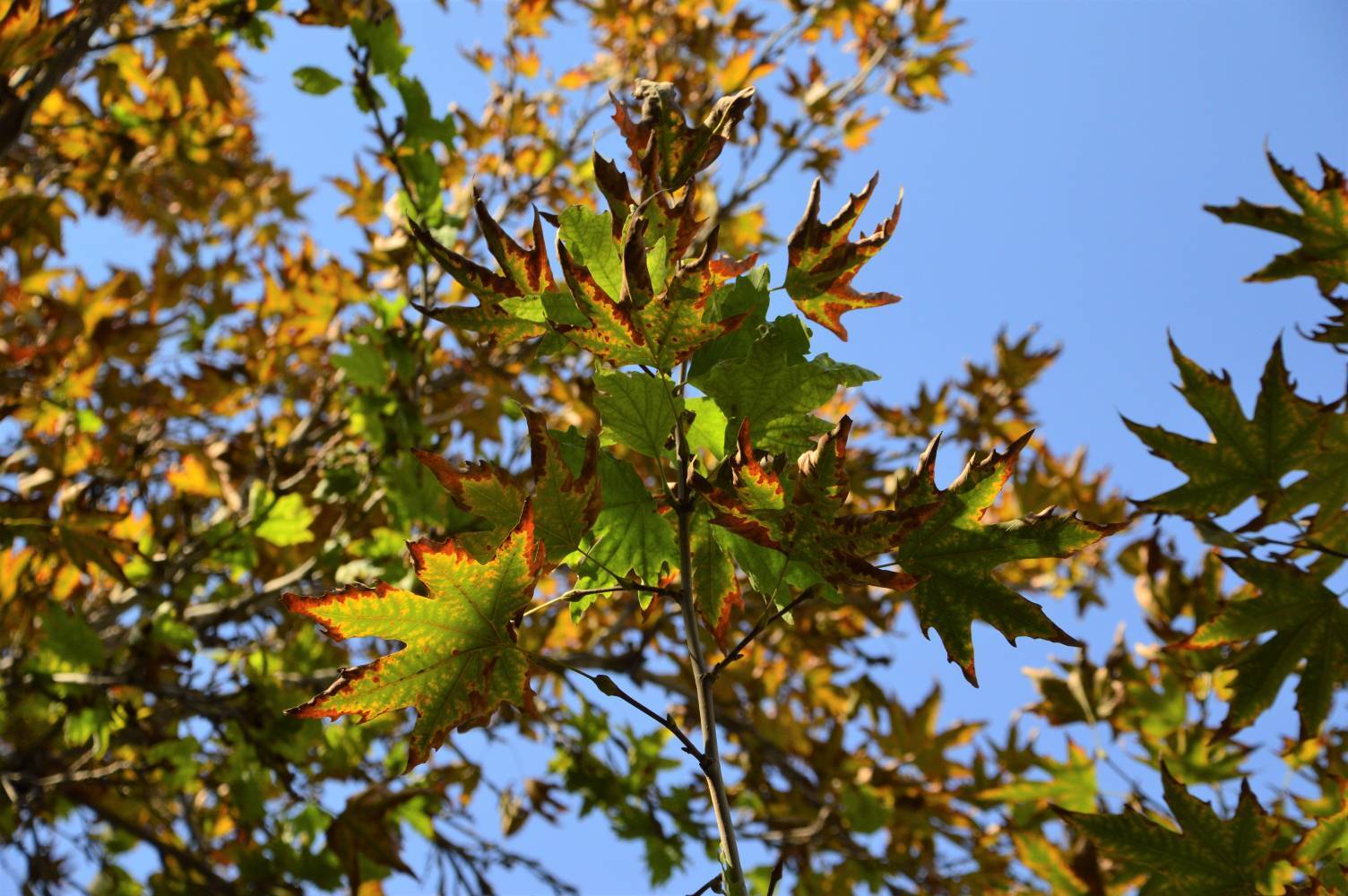 نمایی از برگ پاییزی در اصفهان