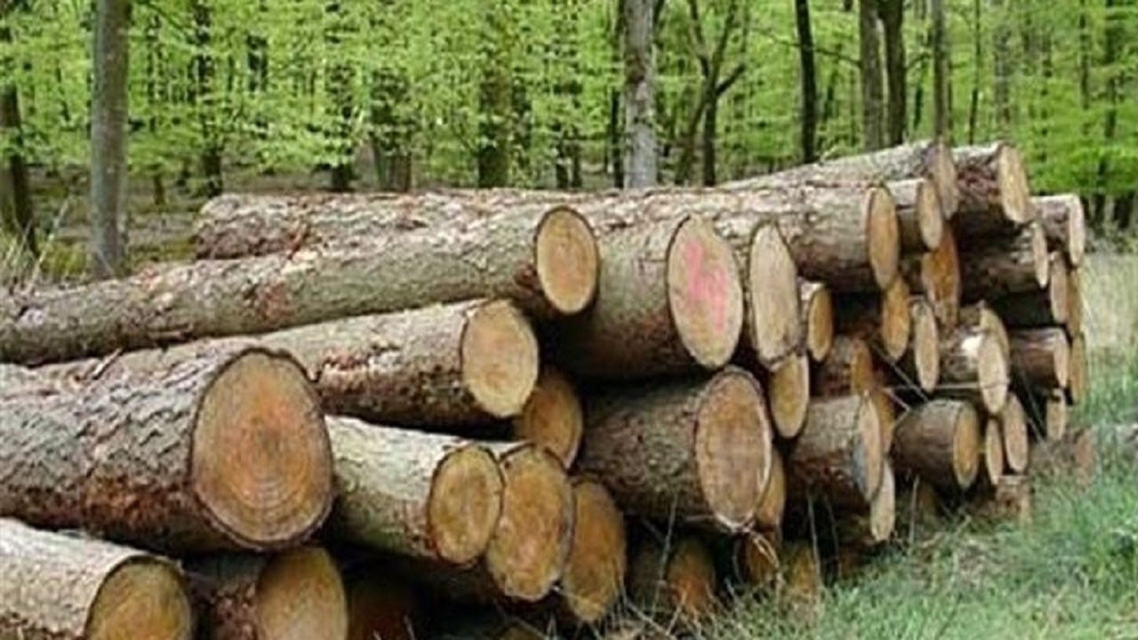 مجازات قاچاقچی چوب جنگلی