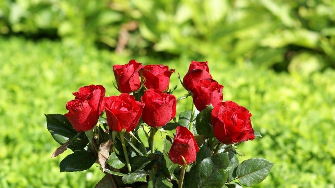 خلاقیت زیبا برای نگهداری گل + فیلم