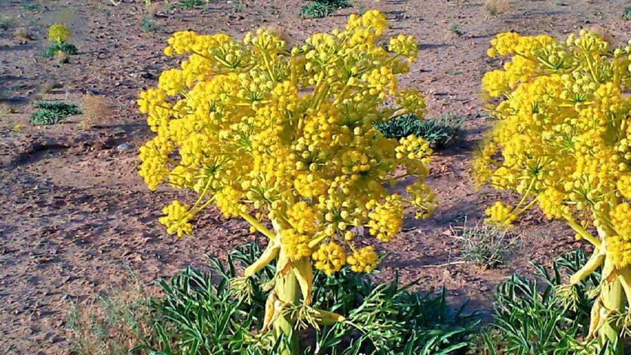 گیاه دارویی  آنغوزه  در جغتای خراسان رضوی کشت شد