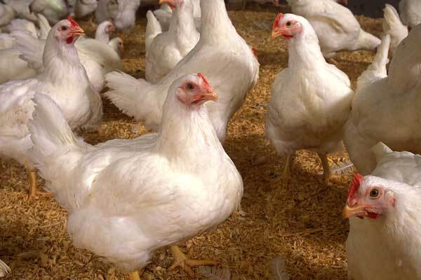 پاکسازی یک واحد مرغداری گوشتی مبتلا به نیوکاسل در اندیکا