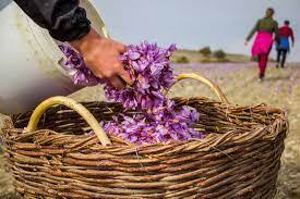 برداشت بیش از ۱۰۰ کیلو طلای سرخ از مزارع کبودراهنگ