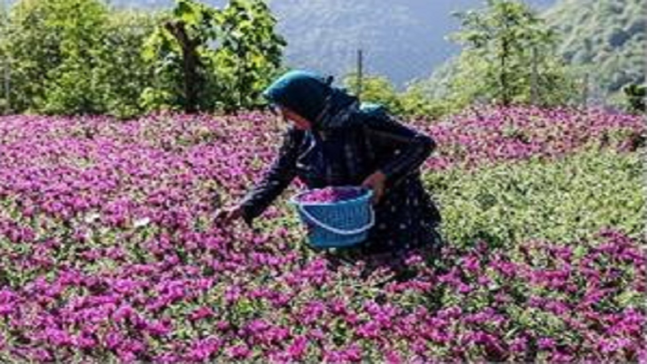 ثبت ۳ جشنواره مازندران در تقویم گردشگری ایران