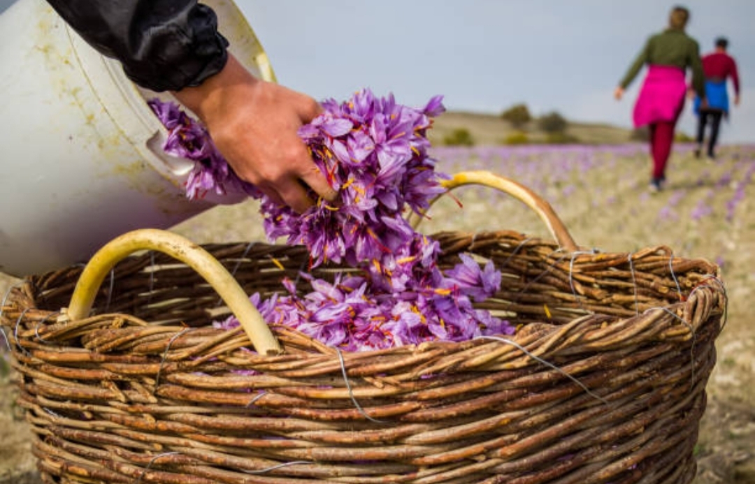 برداشت زعفران از مزارع روستای خوگان خمین + فیلم
