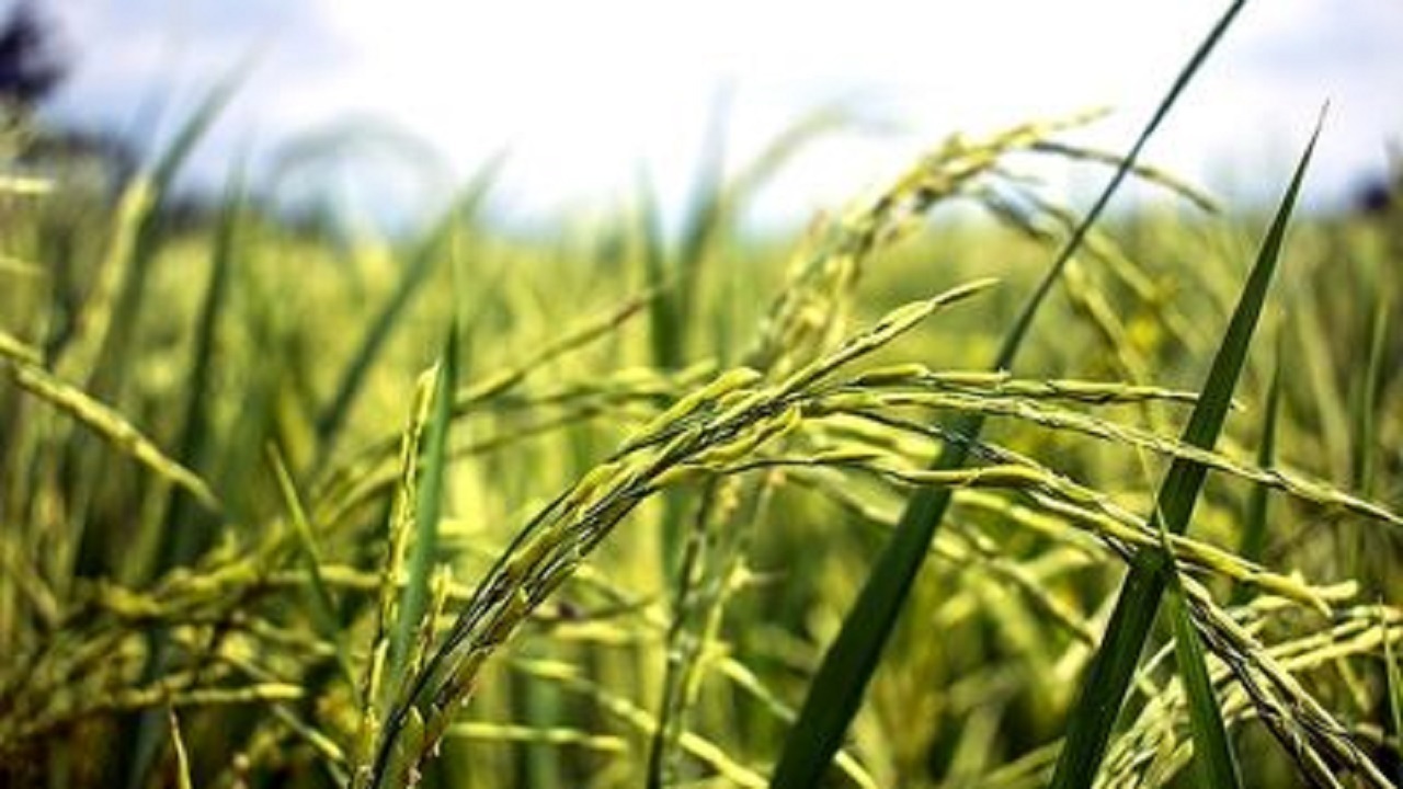 خرید ۵۵۰ تن شالی از شالیکاران شوشتر