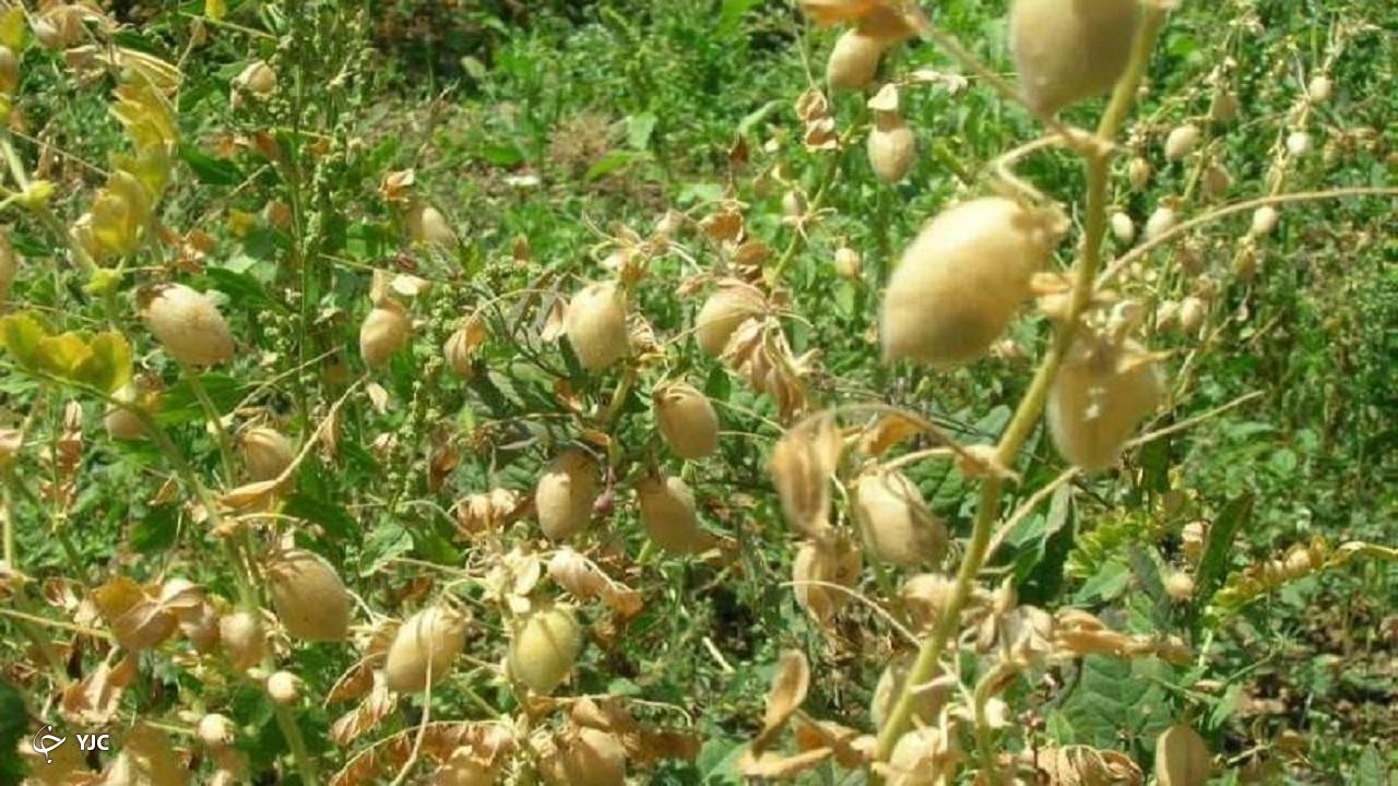 کشت پاییزه نخود در زمین‌های زراعی مهاباد آغاز شد