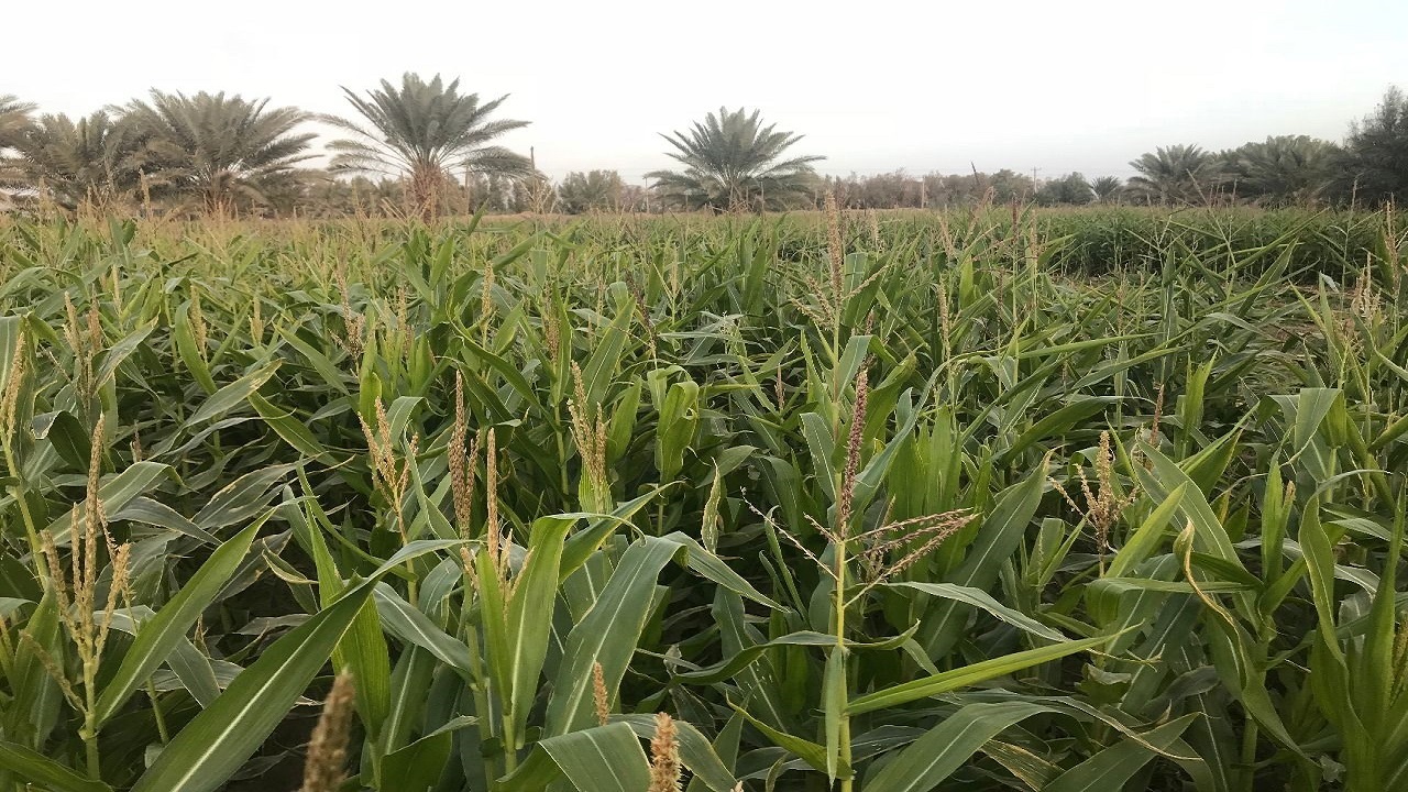 برداشت ذرت علوفه ای ۱۷۰۰ هکتار از اراضی کشاورزی ایرانشهر