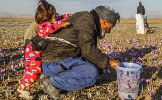 چیدن بال پرواز زعفران ایرانی با پَرکَنی سنتی چیدن بال پرواز زعفران ایرانی با پَرکَنی سنتی