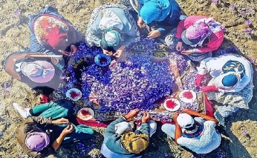 چیدن بال پرواز زعفران ایرانی با پَرکَنی سنتی چیدن بال پرواز زعفران ایرانی با پَرکَنی سنتی
