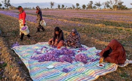 چیدن بال پرواز زعفران ایرانی با پَرکَنی سنتی چیدن بال پرواز زعفران ایرانی با پَرکَنی سنتی