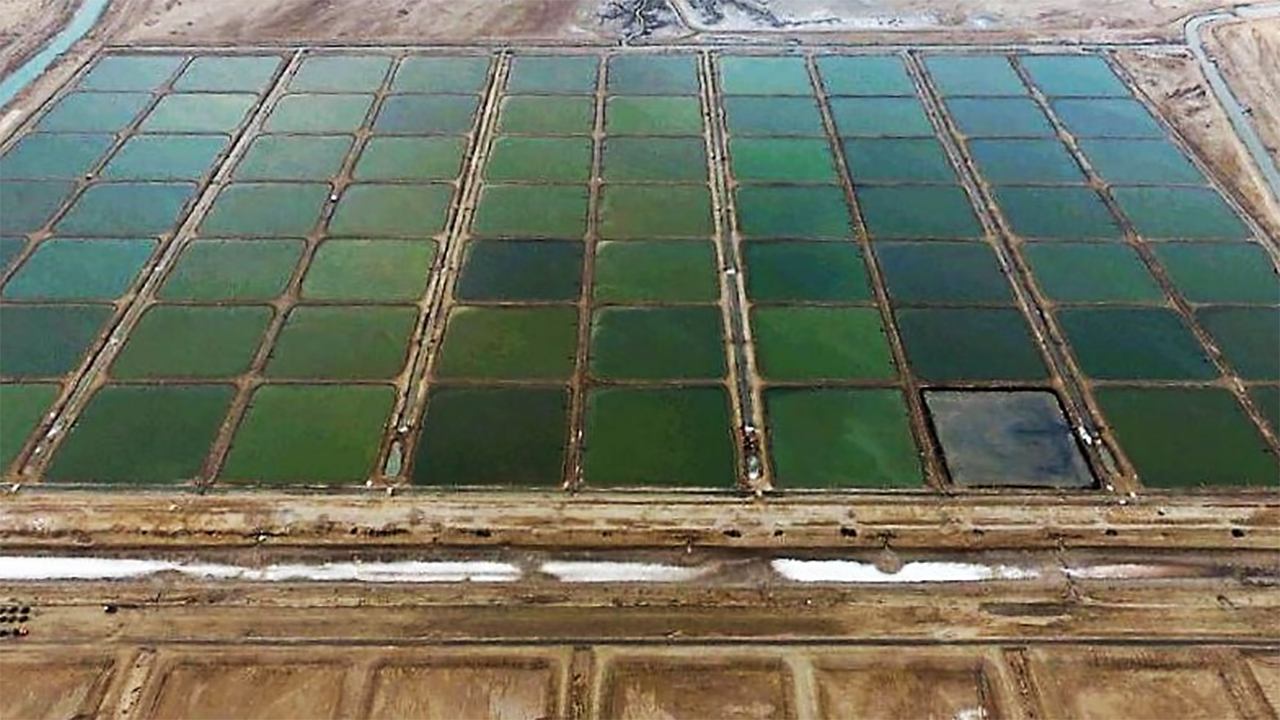 واگذاری بیش از  ۲۵ هزار هکتار زمین برای پرورش میگو در هرمزگان