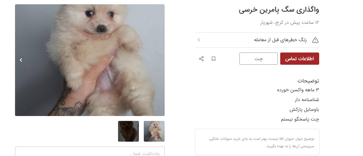 واگذاری سگ پامرین خرسی