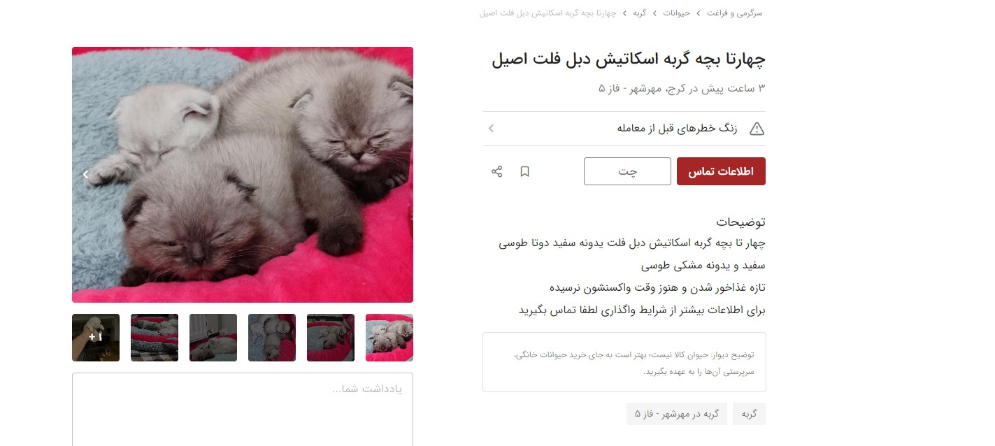 بچه گربه
