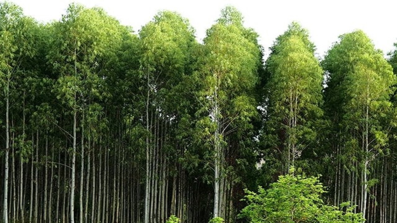 اجرای طرح توسعه زراعت چوب در قصرشیرین