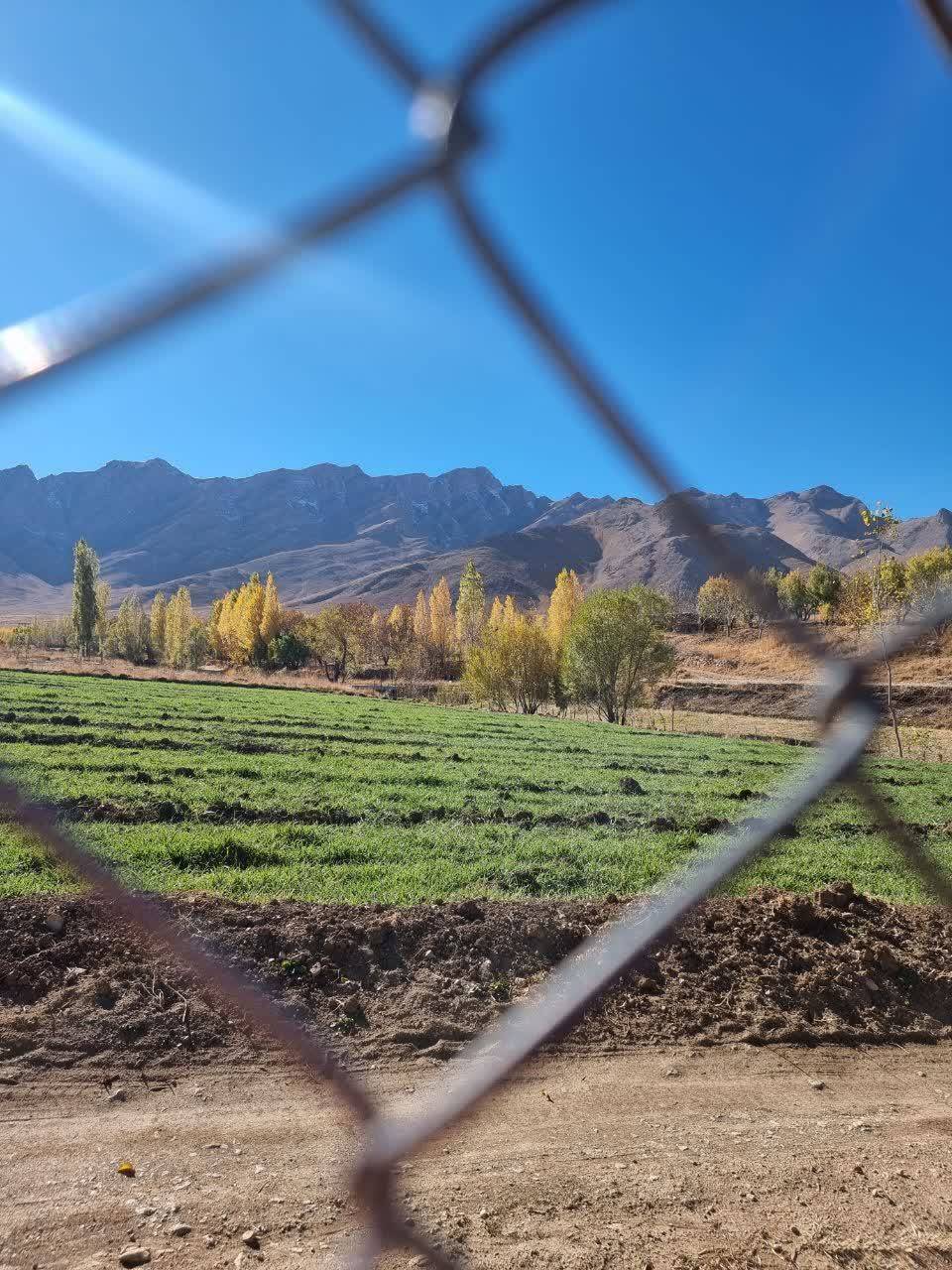 درختان پاییزی در افوس
