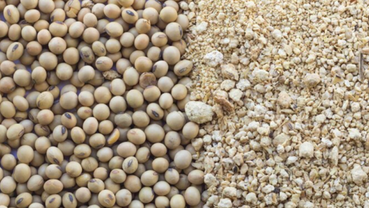ضرورت بومی‌سازی خوراک دام و طیور با استفاده از گیاهان کم آب
