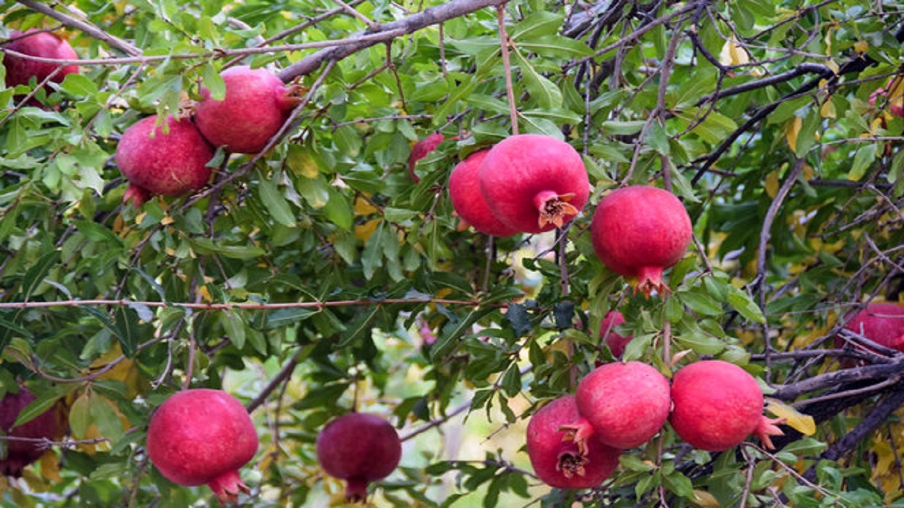 حال و هوای روستای دلمرز سروآباد در جشنواره انار + تصاویر
