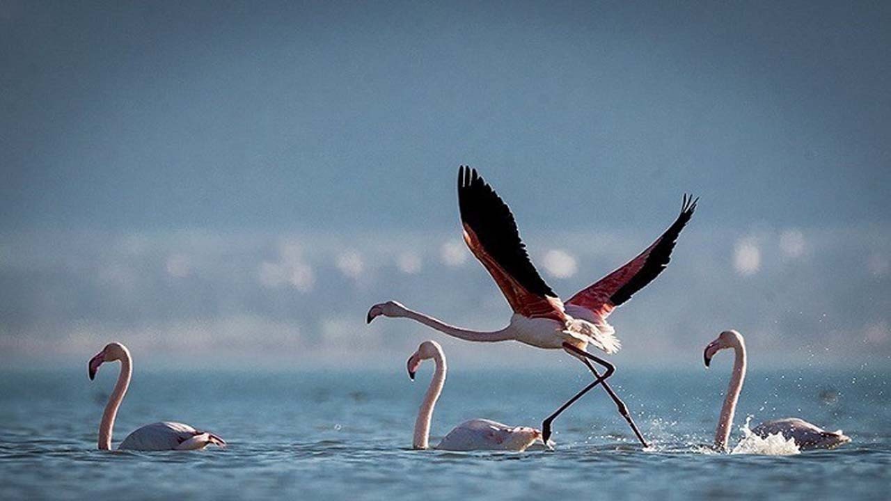 ورود ۲۹ درصد پرندگان مهاجر به مازندران