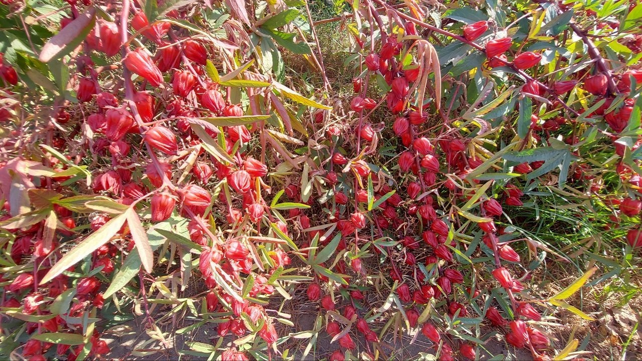 برداشت چای ترش ۴۰ هکتار از اراضی  فنوج آغازشد