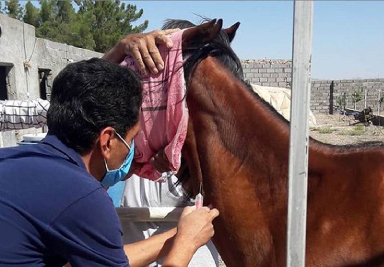 اجرای طرح پایش بیماری مشمشه در جمعیت اسب‌ها در کاشان