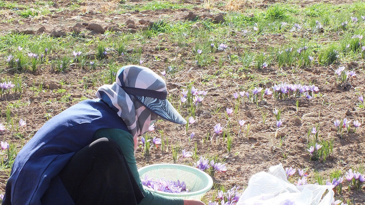 آغاز برداشت زعفران در بخش گواور