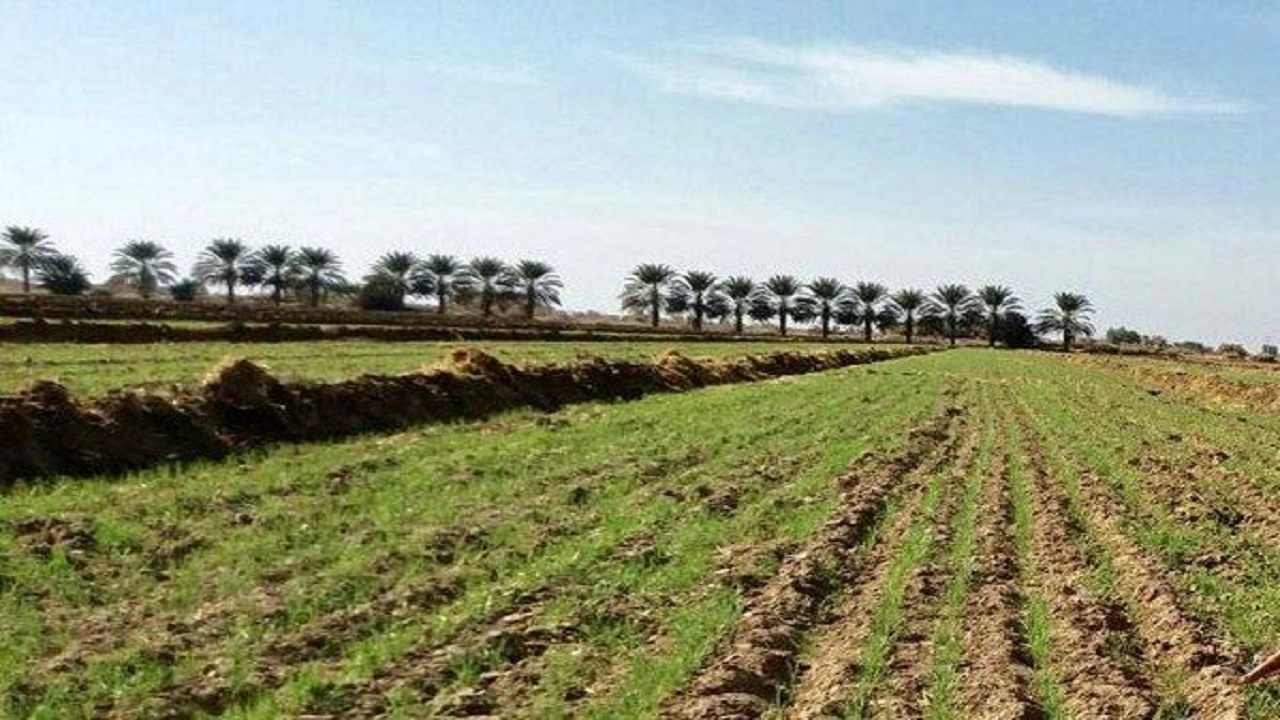 ۱۵۰۰ هکتار از اراضی دلگان به زیر کشت گندم رفت