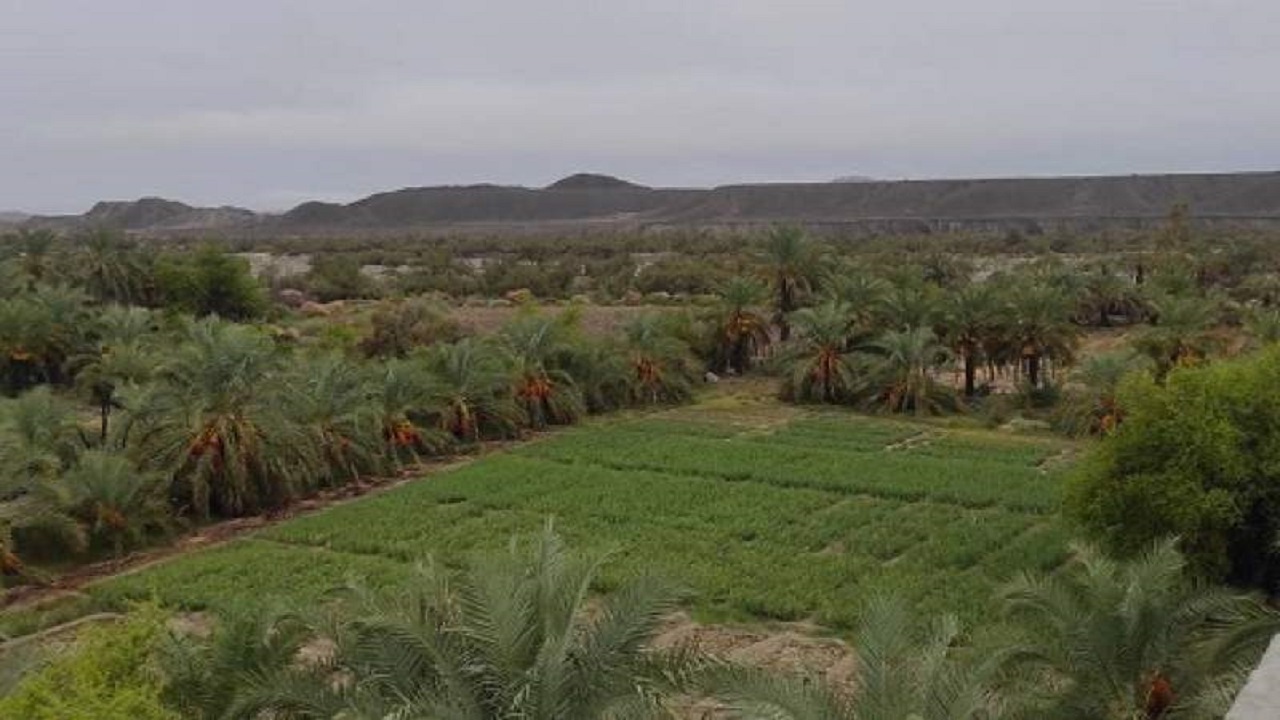 سیستان و بلوچستان بهشت سرمایه‌گذاری در بخش کشاورزی