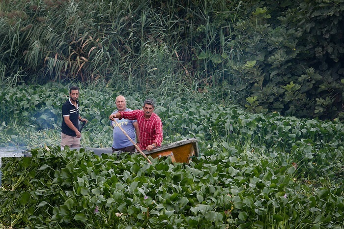 سنبل آبی سنبل آبی