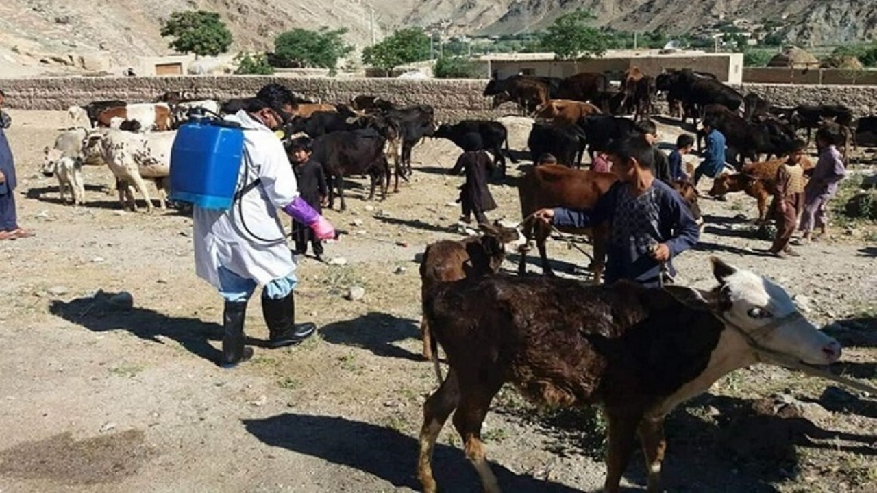 آغاز مبارزه با تب کنگو در پنجشیر