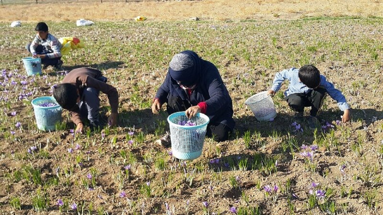 تولید زعفران در جغتای خراسان رضوی ۵۰ درصد کاهش یافت