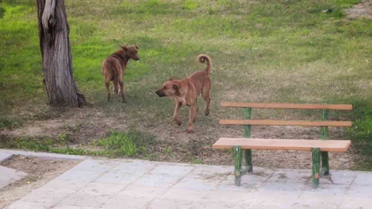 معضل سگ های ولگرد در آبادان و خرمشهر