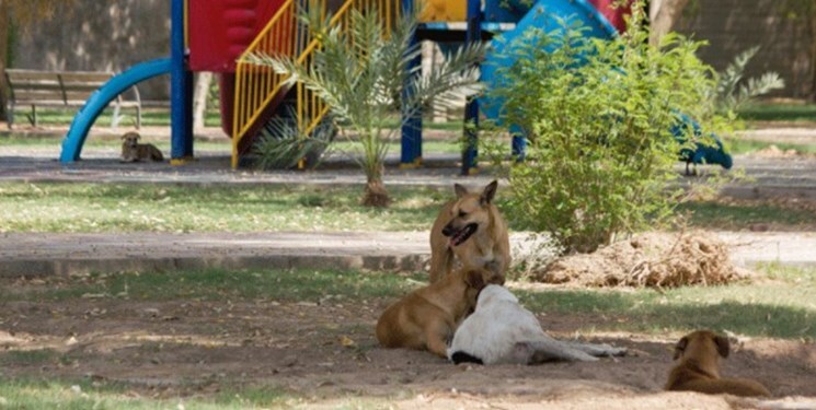 جولان سگ های ولگرد