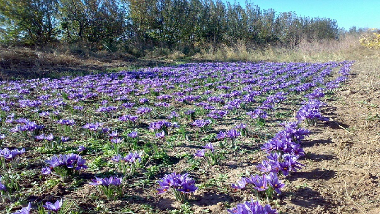 آغاز برداشت طلای سرخ از ۱۱۰ هکتار از مزارع قزوین