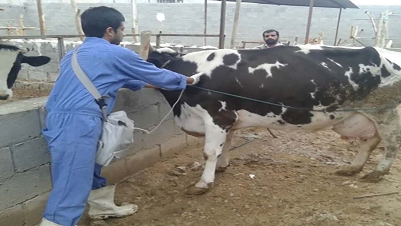 واکسیناسیون ۸۰۰ رأس دام در بافت علیه بیماری لمپی اسکین