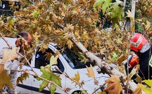 سقوط ۱۲ اصله درخت در پی وزش باد شدید در رشت