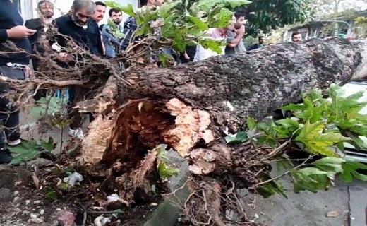 سقوط ۱۲ اصله درخت در پی وزش باد شدید در رشت