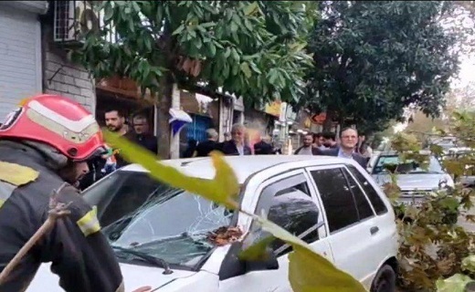سقوط ۱۲ اصله درخت در پی وزش باد شدید در رشت