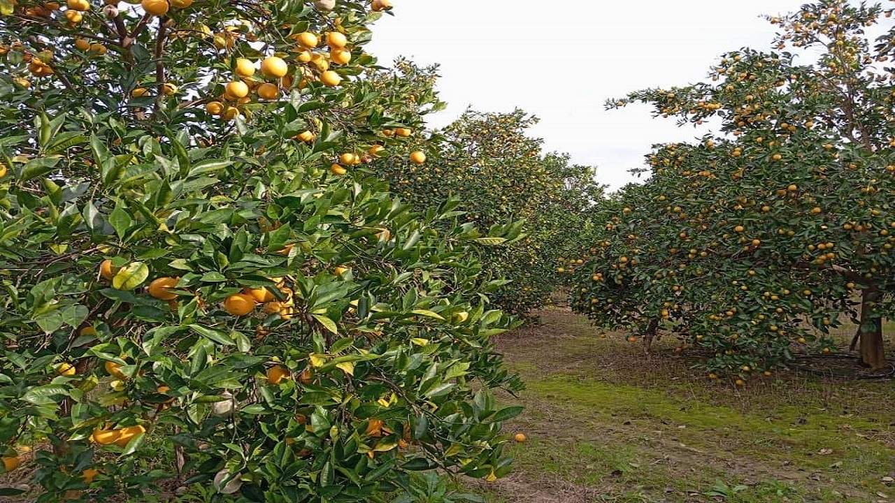 به بار نشستن باغ‌های نارنگی و پرتقال در روستای حاجیکلا قائمشهر + تصاویر
