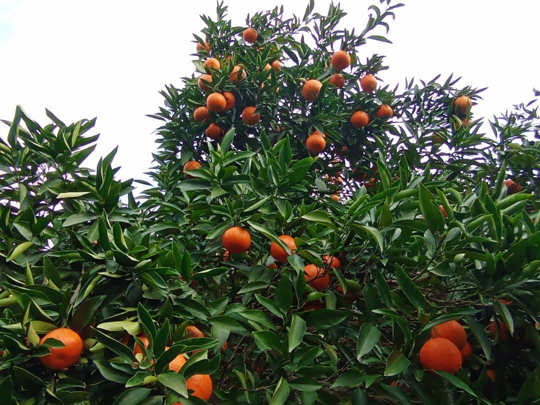 درخت میوه پاییزی