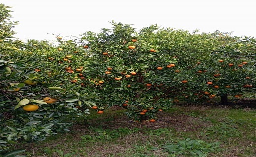 درختان به بار نشسته نارنگی