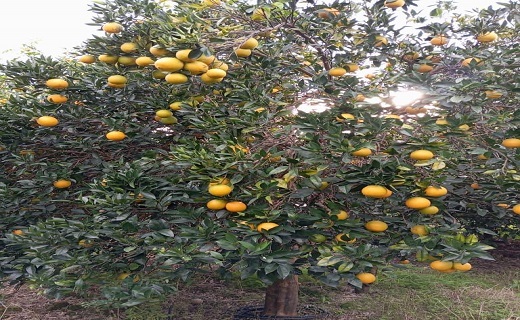 درختان به بار نشسته