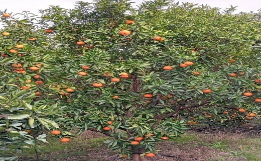باغ میوه