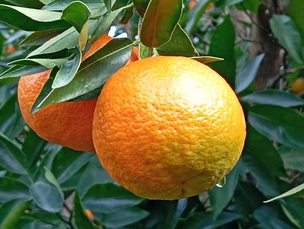 نارنگی