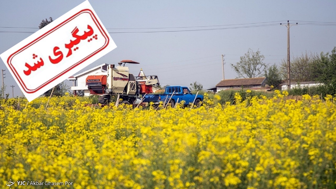 پرداخت مطالبات کلزاکاران از زبان مدیرعامل شرکت بازرگانی دولتی ایران