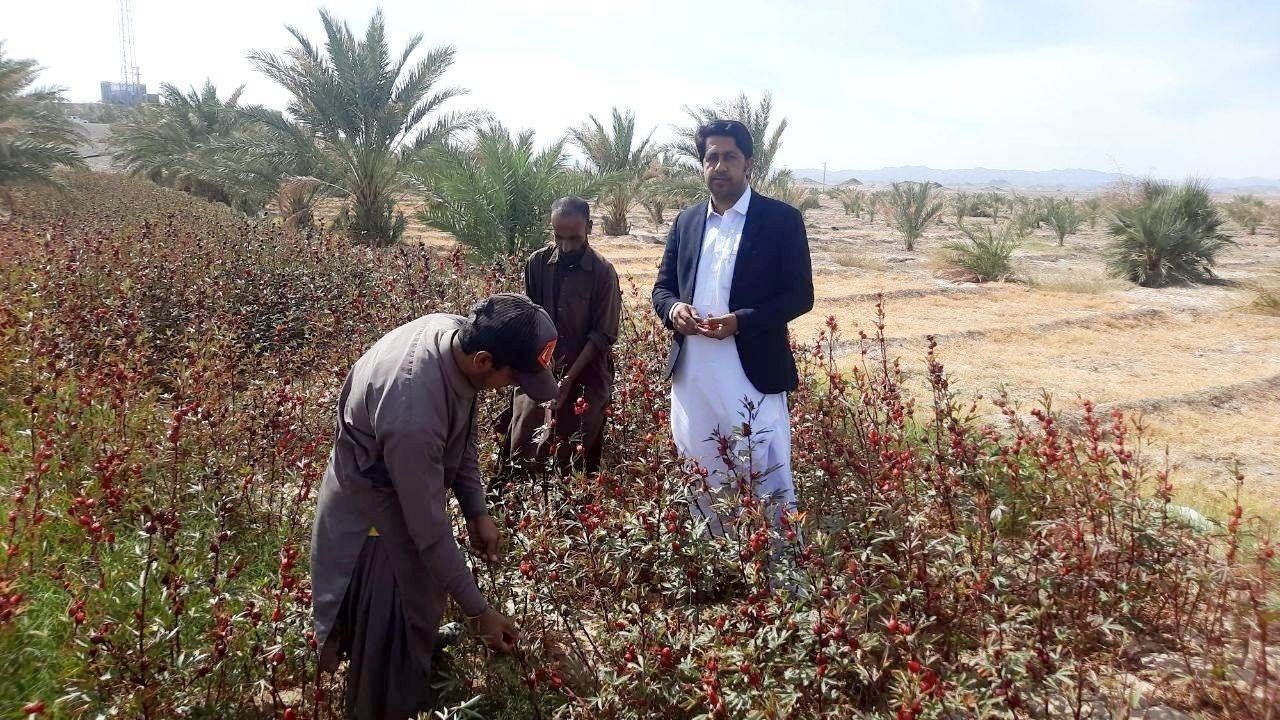 برداشت ۱۲ تن چای ترش در شهرستان گلشن