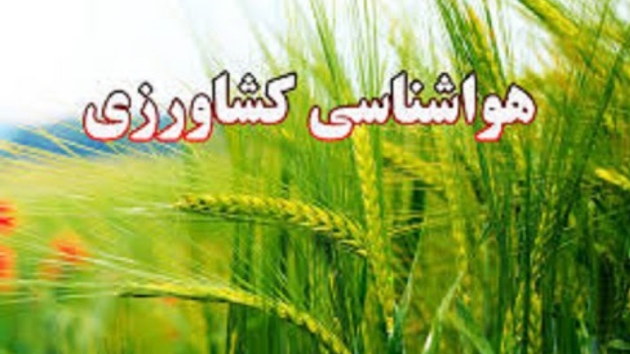 کشاورزان از برداشت پنبه در روزهای بارانی اجتناب کنند
