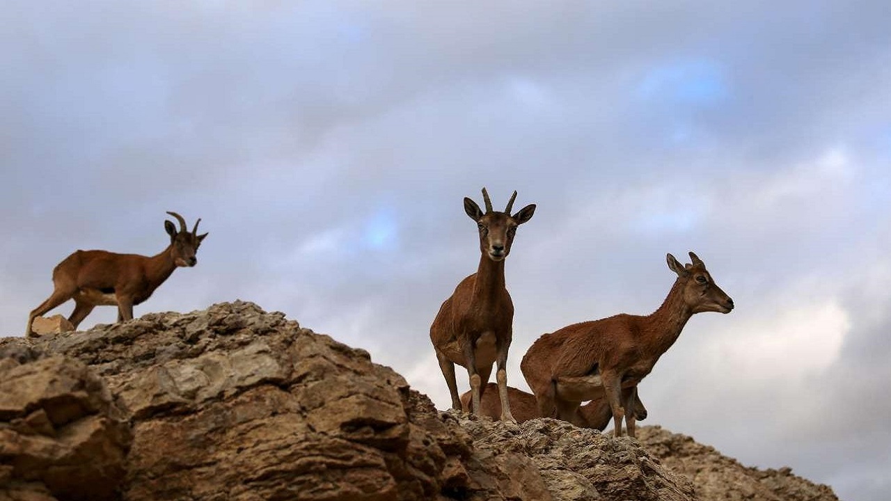 رویت آهو‌های زیبا در ارتفاعات روستای باکلور زنجان + فیلم