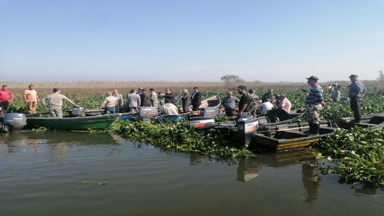 جمع آوری بیش از ۱۰۰ تن گیاه مهاجم سنبل آبی در صومعه سرا